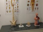 Behandlungsraum 1 - Anatomische Modelle zur Erläuterung der Behandlung